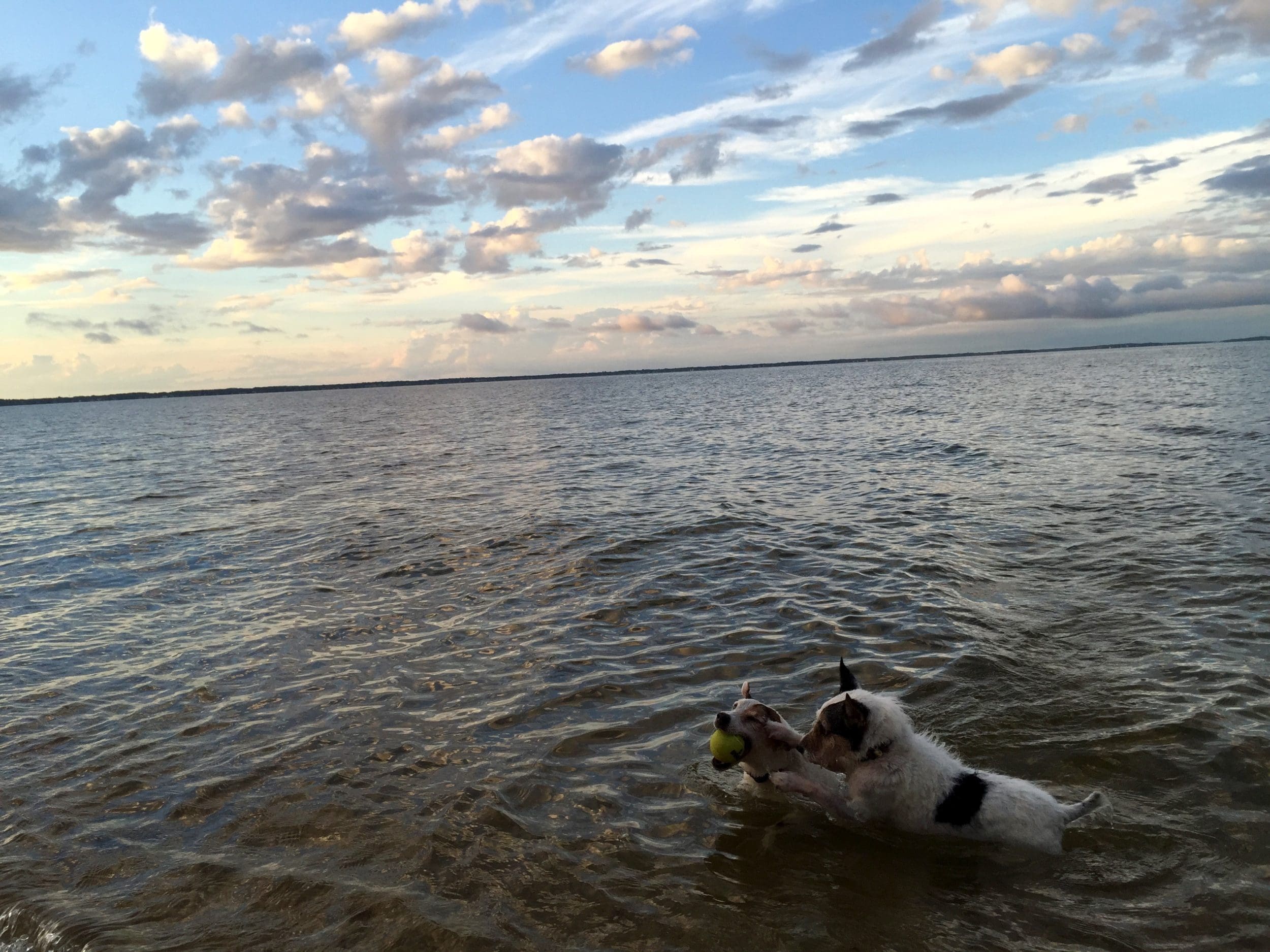 Brooklyn dog walker in the Hamptons