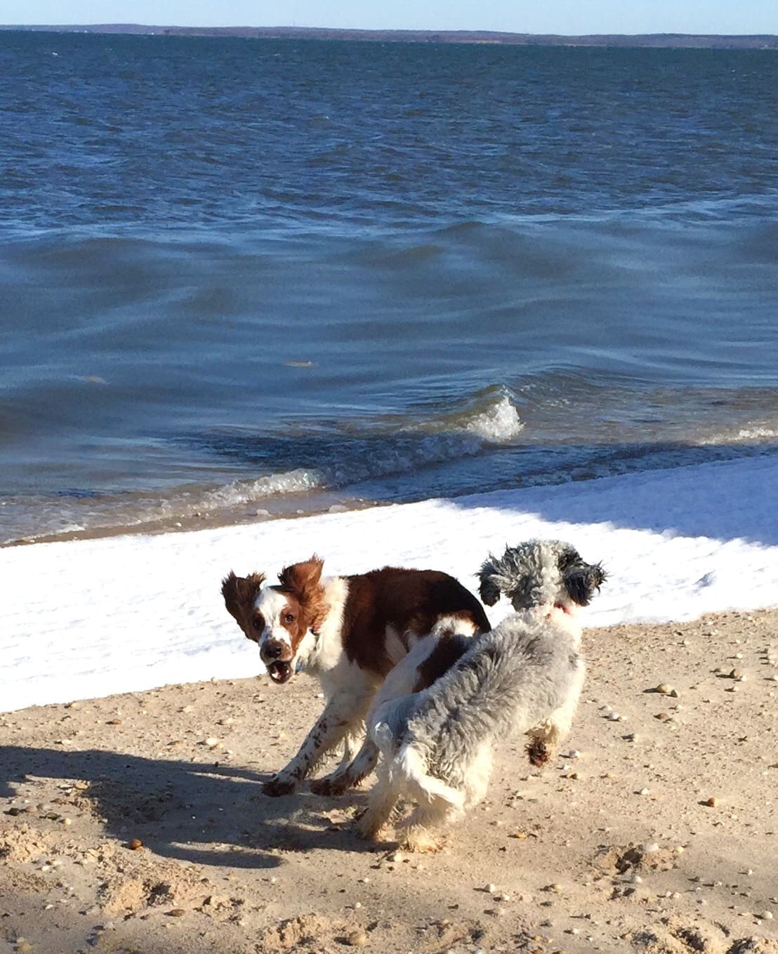 long island dog boardingnature dog play time in Long Island