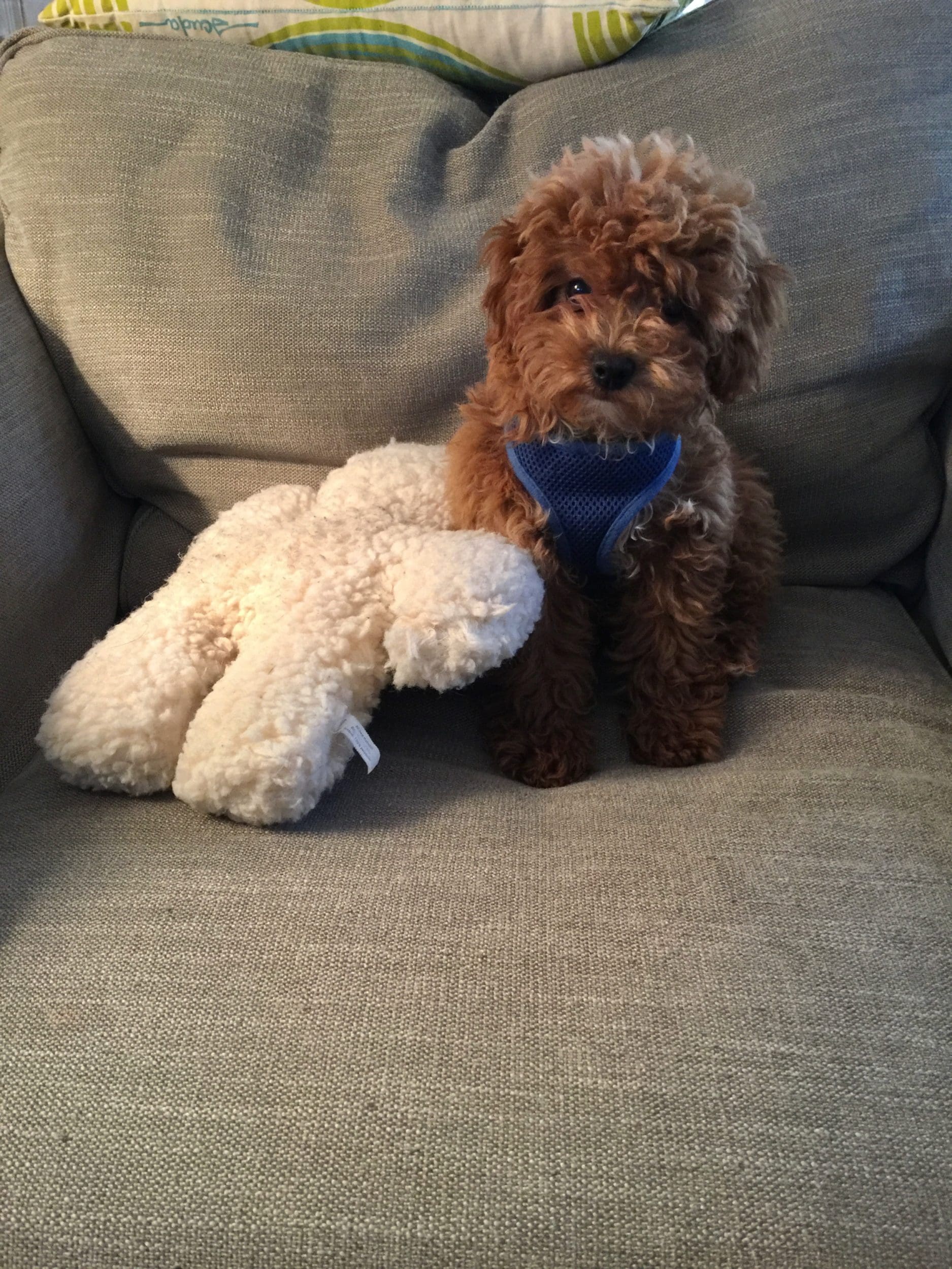 IMG_8152 Brooklyn Dog Walk