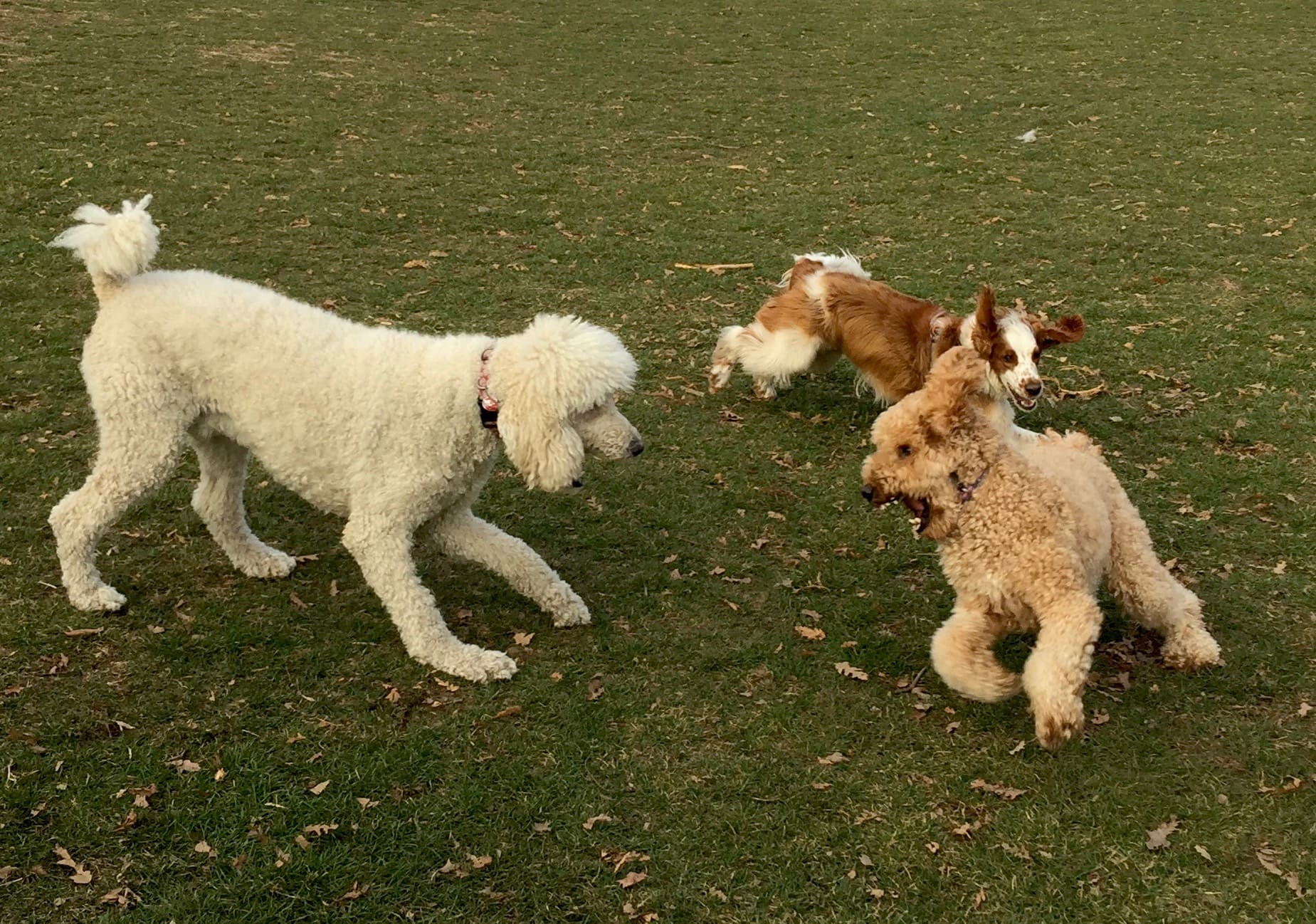Dog playtime in Prospect Park