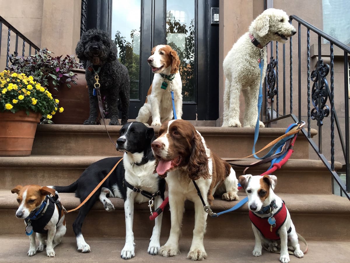 Dog walkers in Downtown Brooklyn